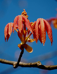 Red flush maple bud
