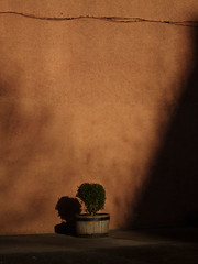 Shadow, Well Court, Dean Village