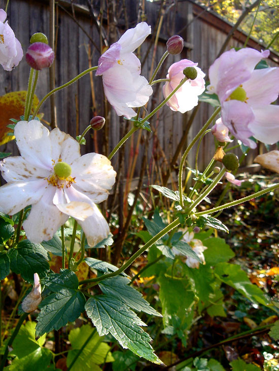 0510NEL_10whiteflower