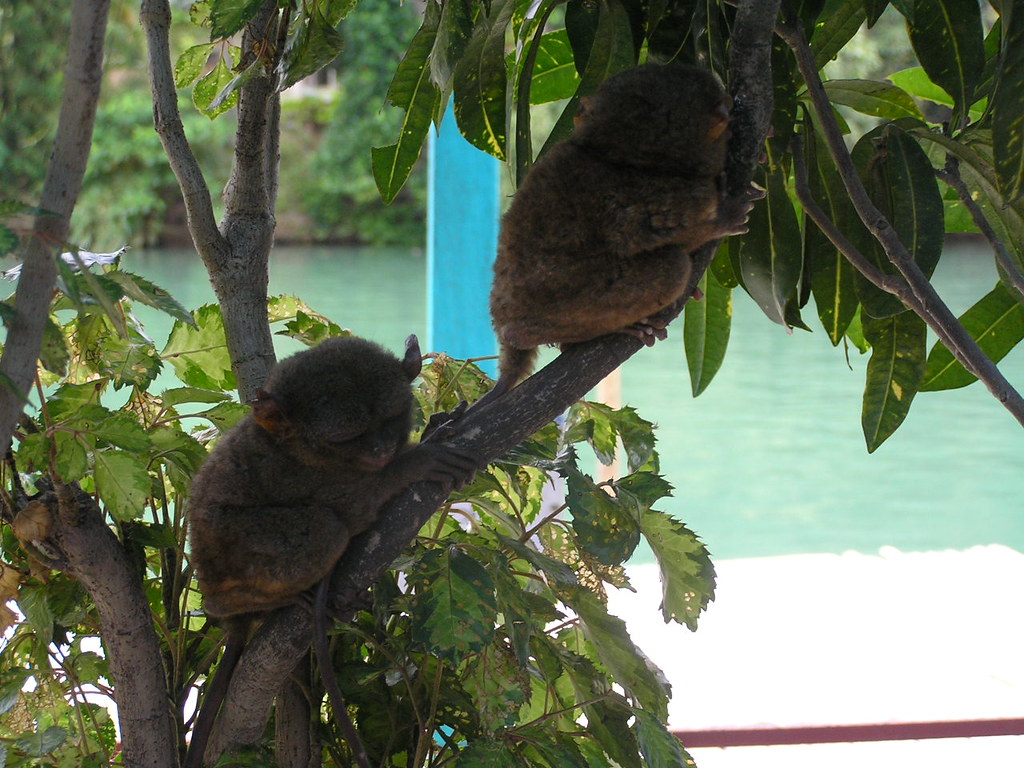 Bohol - The Philippine tarsier (Tarsius syrichta)