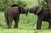 Tanzanie -Eléphanteaux