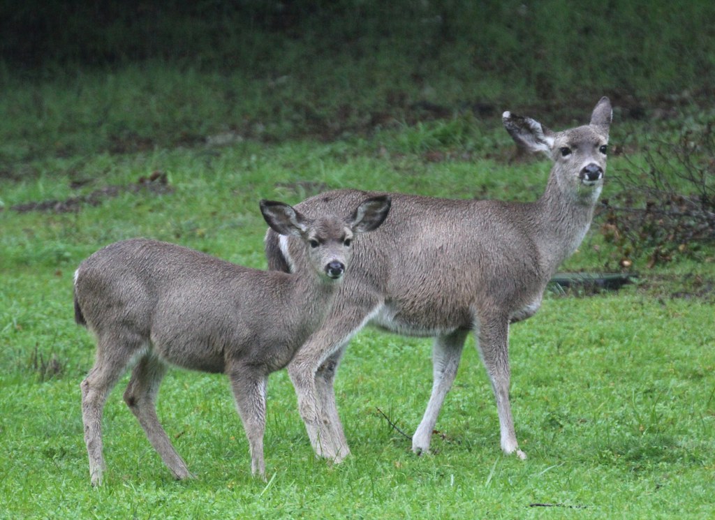 Rain deer