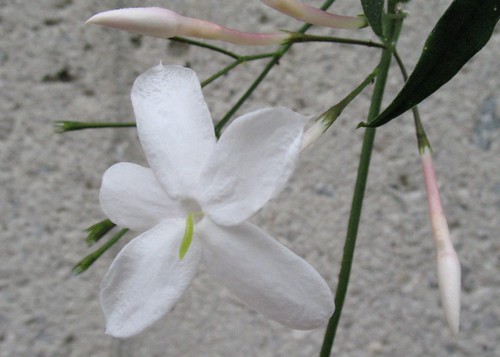 jasmine