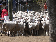 羊の大行進