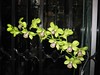 Dendrobium 'Burana Jade'