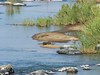Big Croc in Croc River