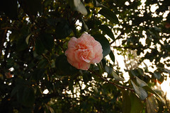 Parc Camellias 16