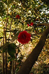 Parc Camellias 10