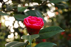 Parc Camellias 33