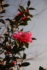 Parc Camellias 39