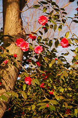 Parc Camellias 9