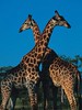 Giraffes on Lookout