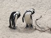 Penguin Duet