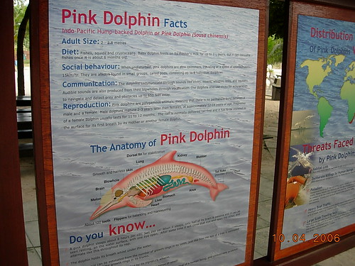 pinkdolphins