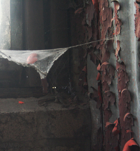 sigplantspiderweb