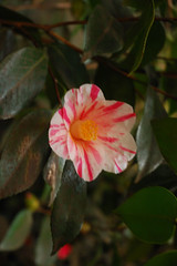 Parc Camellias 35