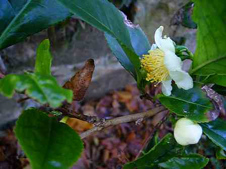 Camellia sinensis (2)