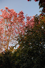 Parc Camellias 1