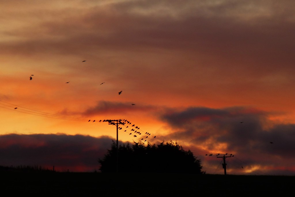 Sunrise Crows..x