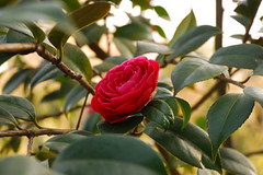 Parc Camellias 28