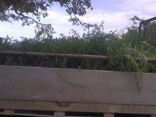 Camion transportant les Plants d'acacias