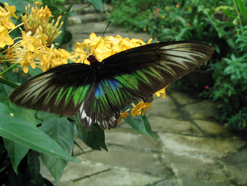 Beautiful Butterfly