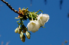 Cherry Blossom