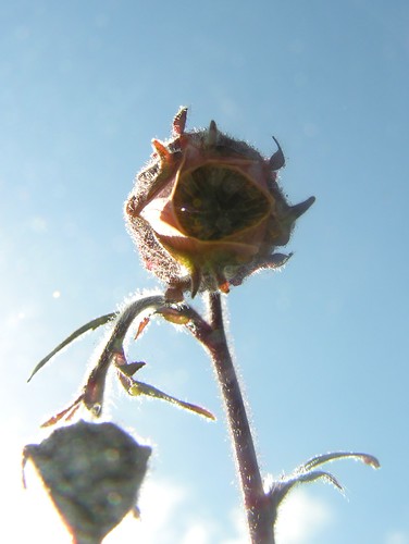 Photo from the Rockery