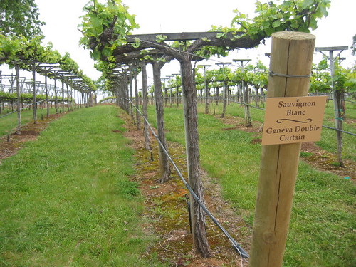 Gainey Winery Vineyard