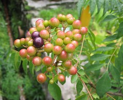 Fruits and leaves of Murraya koenigii