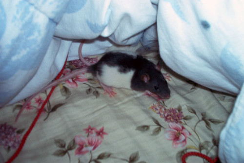 Malachi