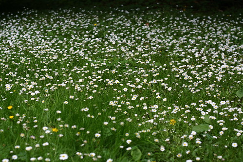 daisies in stanley park
