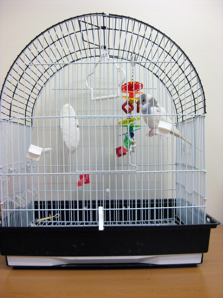 Oliver The Budgie