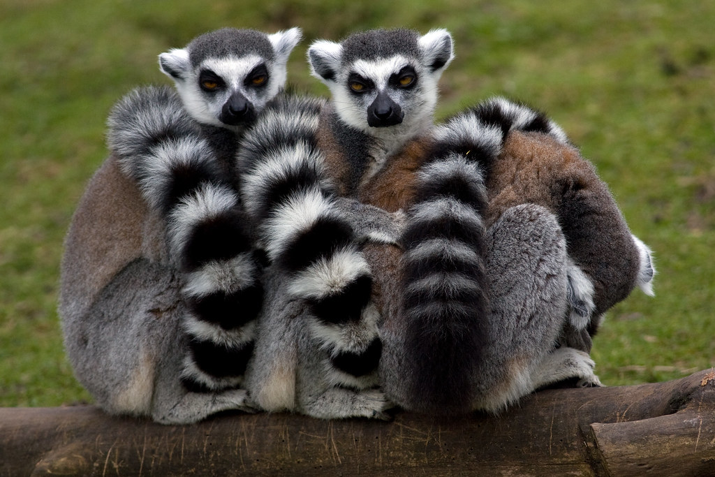 Ring-tailed lemur