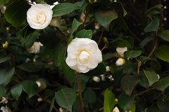 Parc Camellias 34