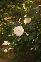 Parc Camellias 15