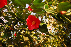 Parc Camellias 12