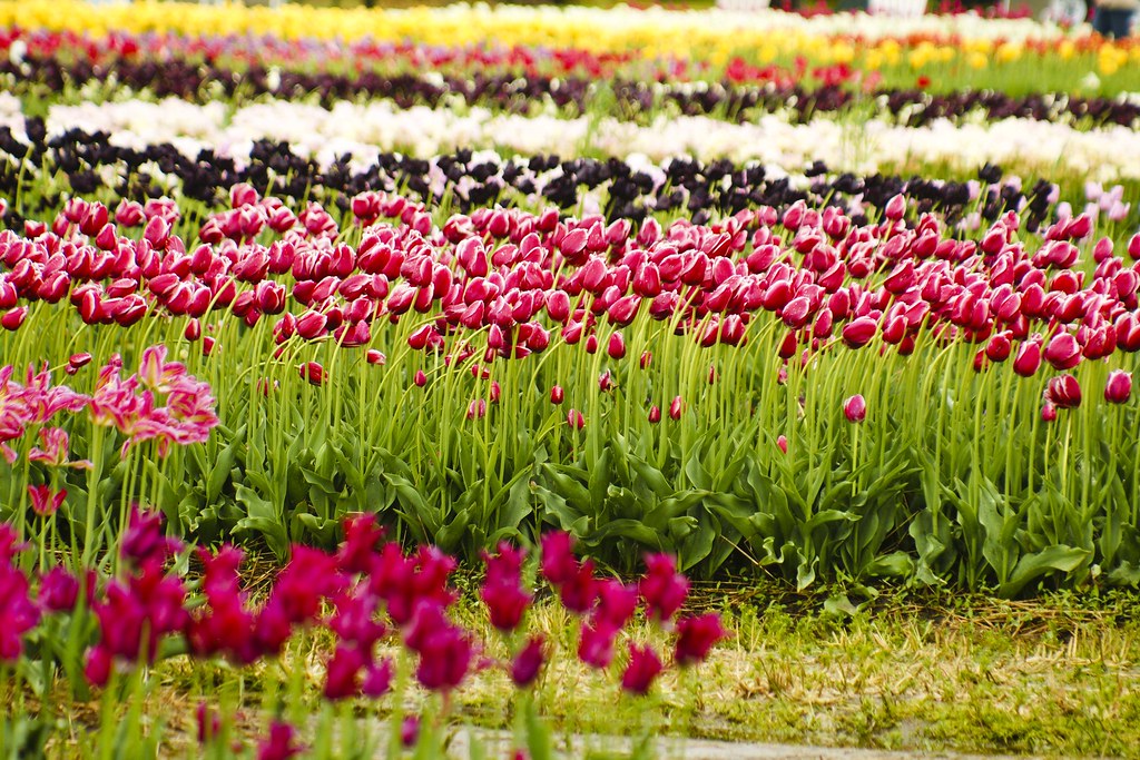 tulips field