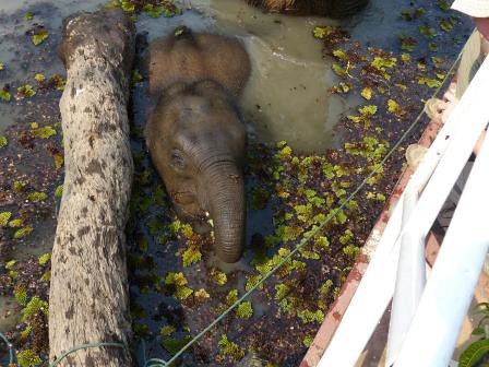 Laos - éléphants