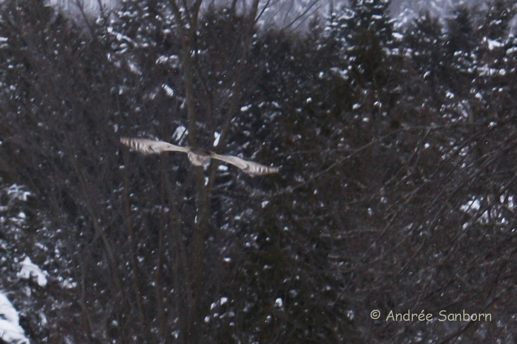 Great Horned Owl (look closely) (Bubo virginianus) (1 of 7).jpg