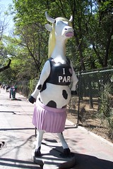 Paris Hilton cow