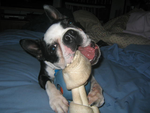 This bone is good but I cannot let Joey get this toy!