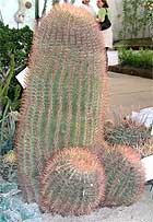 Cippa di Cactus