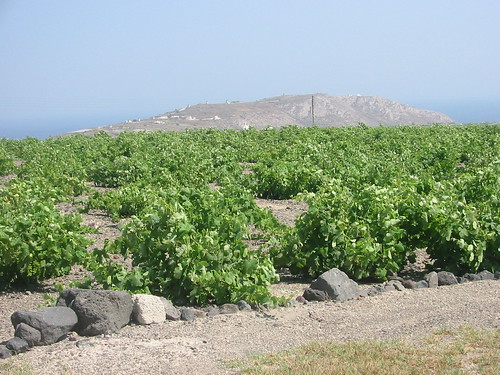 Grape vines protected from the Santorini elements