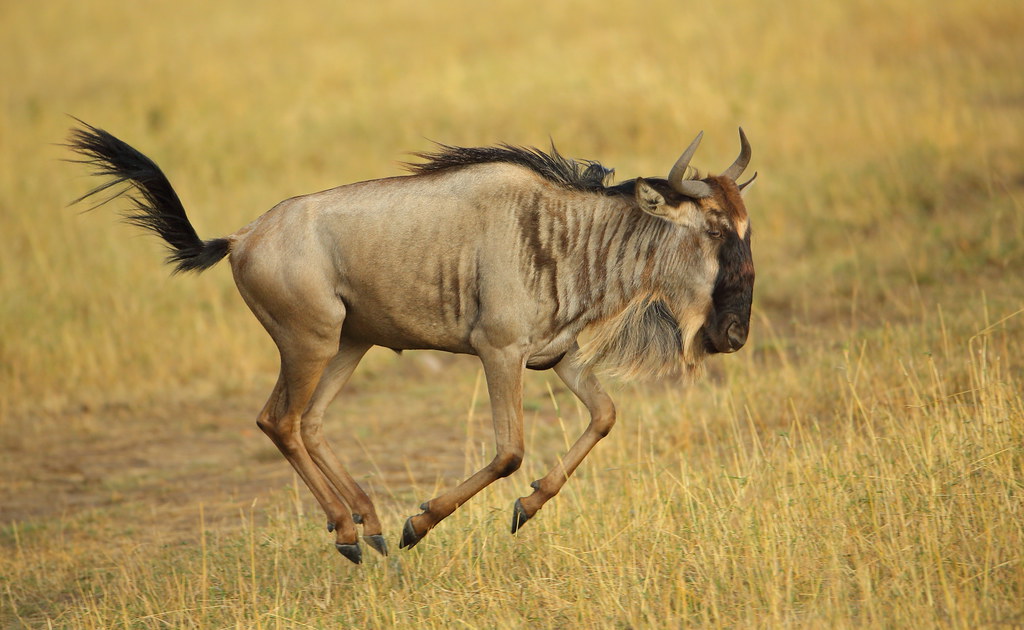 Migrating Wildebeest