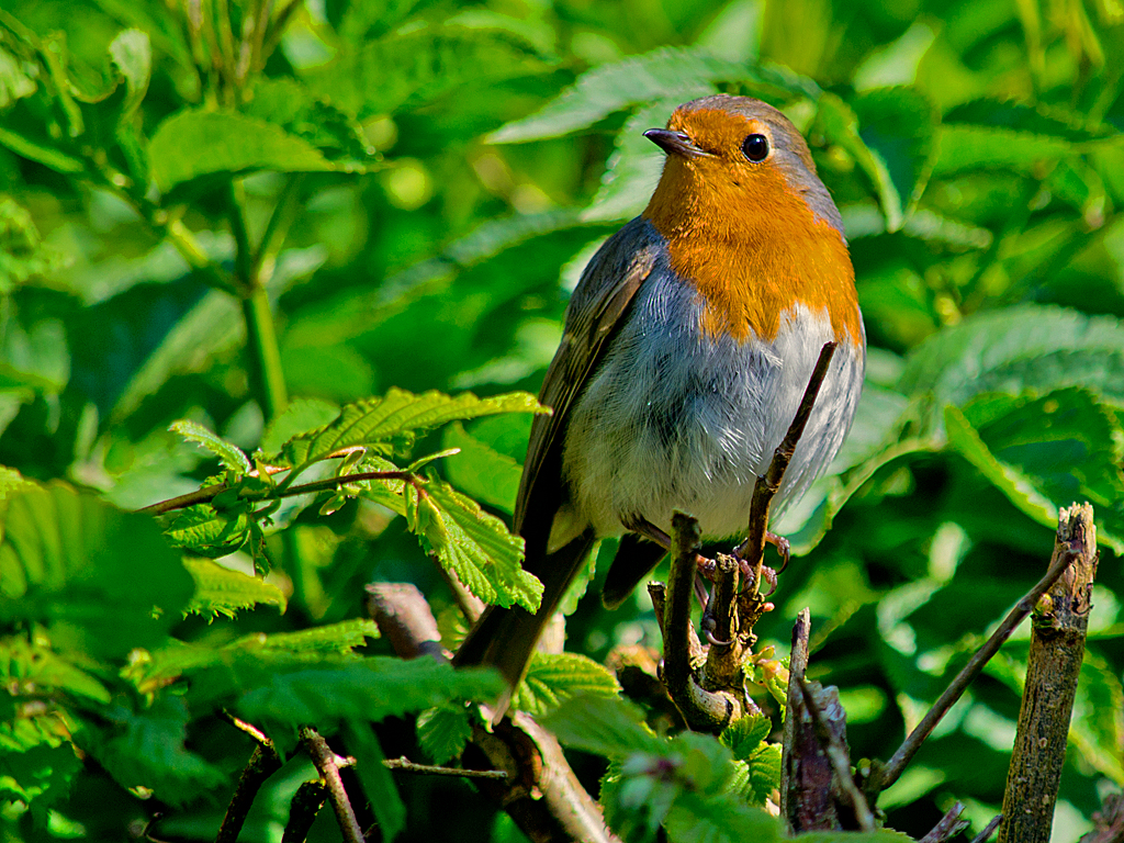 Sunbathing Robin
