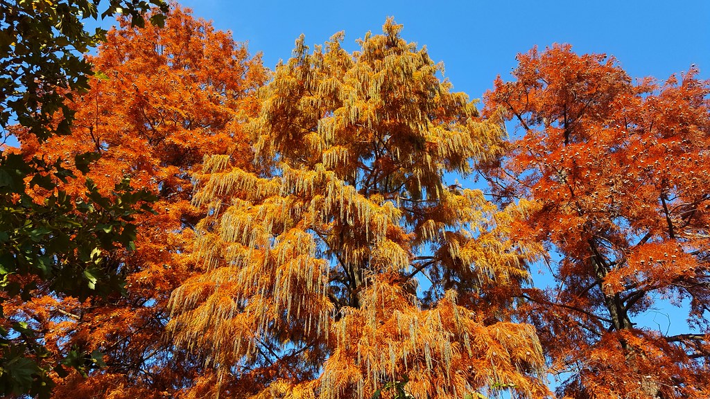 Before the leaves fall..