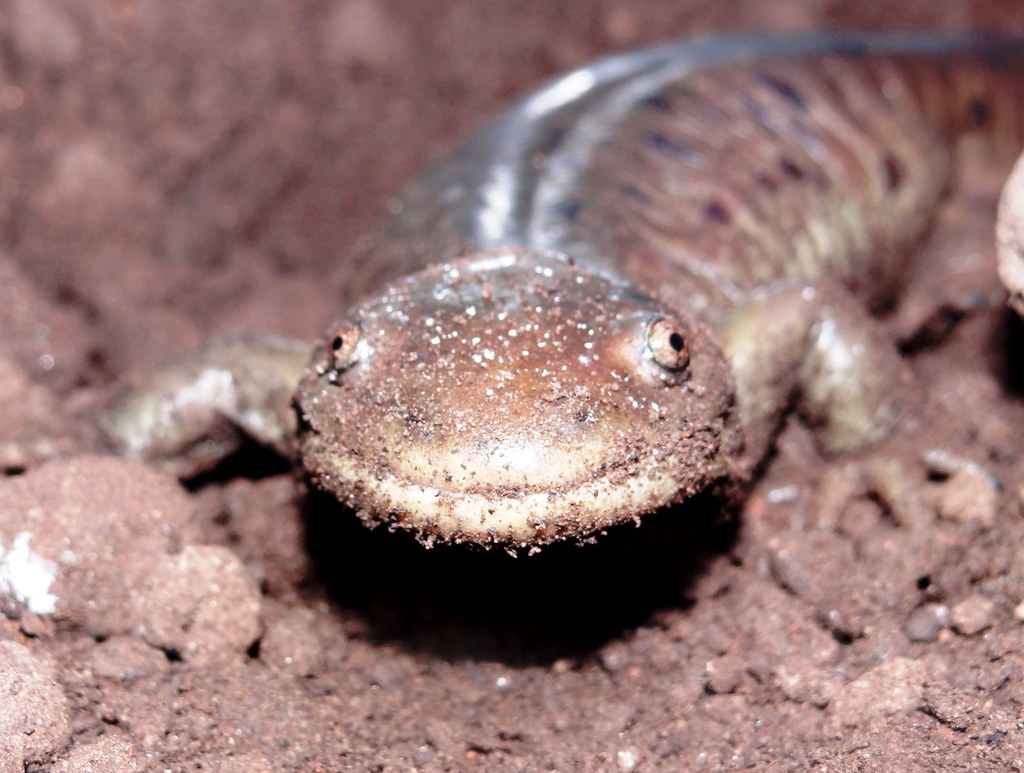 Salamander update.