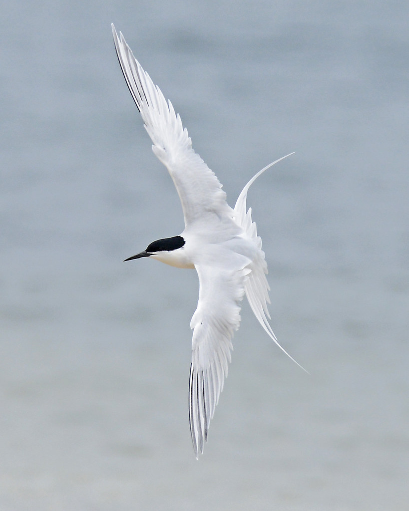 Tern Turning