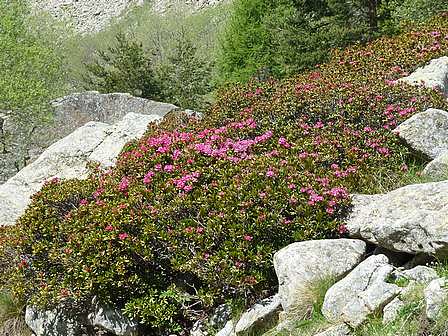 Rhododendron ferrugineux,Rhododendron ferrugineum